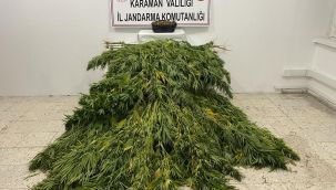 Karaman'da mısr tarlasına kenevir eken 2 kişi yakalandı 