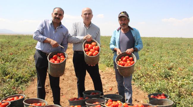 Karaman'da salçalık domates ve biber hasadı başladı 