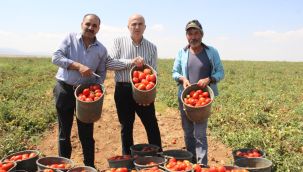 Karaman'da salçalık domates ve biber hasadı başladı 