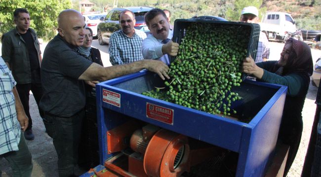Türkiye'nin en kaliteli zeytini Karaman'da üretiliyor