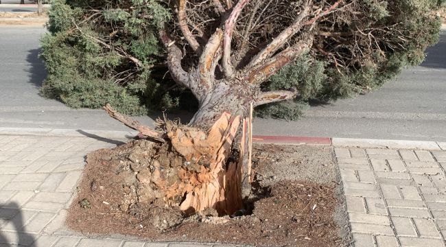 Karaman'da şiddetli rüzgâr ağaçları kökünden kırdı 
