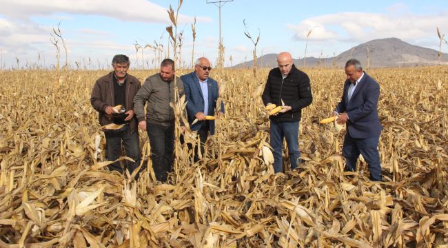 Karaman'da şiddetli rüzgar hasat edilmeyi bekleyen mısırı bu hale getirdi
