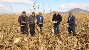 Karaman'da şiddetli rüzgar hasat edilmeyi bekleyen mısırı bu hale getirdi