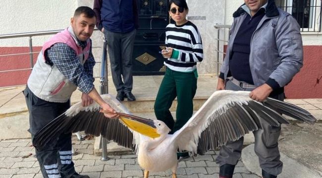 Yaralı pelikan koruma altına alındı 