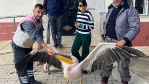 Yaralı pelikan koruma altına alındı 