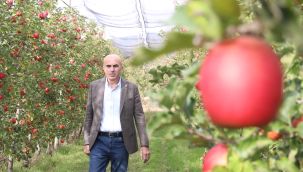Elmanın büyükşehirlerde yüksek fiyattan satılması üreticisini de rahatsız ediyor 