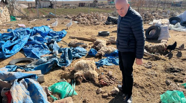 Karaman'da ahırın çatısı çöktü, çok sayıda koyun telef oldu 