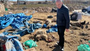 Karaman'da ahırın çatısı çöktü, çok sayıda koyun telef oldu 