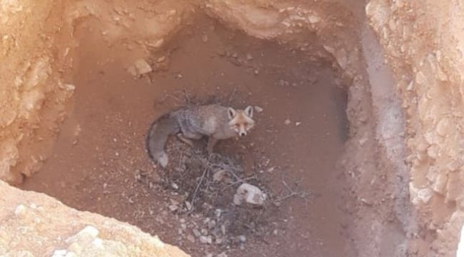 Karaman'da çukura düşen kızıl tilki kurtarıldı 