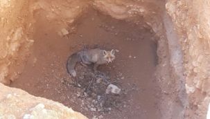 Karaman'da çukura düşen kızıl tilki kurtarıldı 