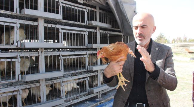 Ziraat Odası, kendi yumurtalarını üretmeleri için köylülere tavuk ve horoz dağıttı 