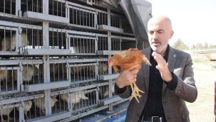 Ziraat Odası, kendi yumurtalarını üretmeleri için köylülere tavuk ve horoz dağıttı 