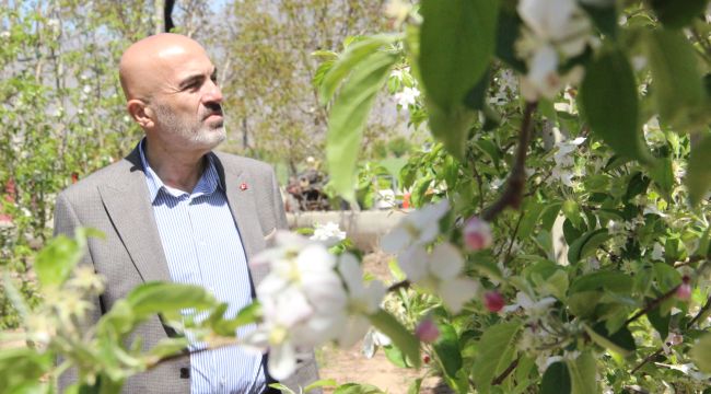 Karaman'da milyonlarca elma ağacı aynı anda çiçek açtı
