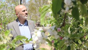 Karaman'da milyonlarca elma ağacı aynı anda çiçek açtı 