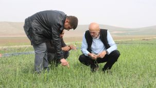 Karaman'ın Çoğlu ve Kameni köylerinde dolu etkili oldu