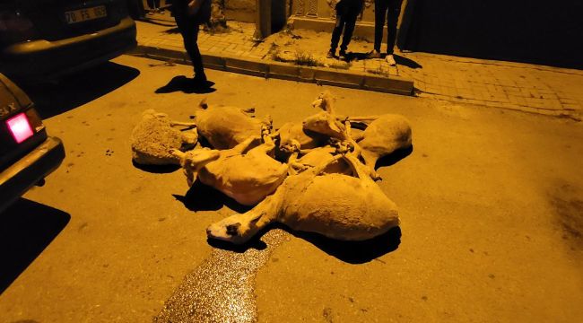 Polisten kaçan otomobilin içinden 7 çalıntı koyun çıktı 