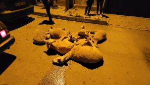 Polisten kaçan otomobilin içinden 7 çalıntı koyun çıktı 