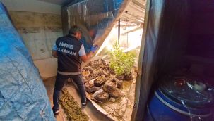 İş yerine kurdukları gizli odada kenevir yetiştiren 2 kişi tutuklandı 