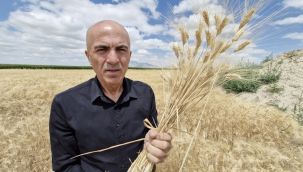 Karaman'da hububattaki rekolte düşüklüğü çiftçinin yüzünü güldürmüyor   