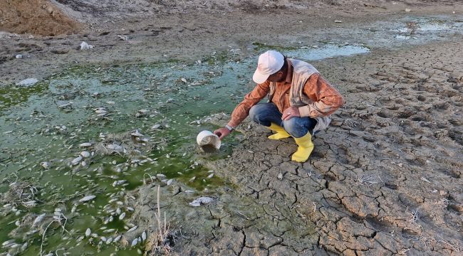 Karaman'da su seviyesi düşen barajdaki yavru balıkları kovalarla kurtarmaya çalıştılar 