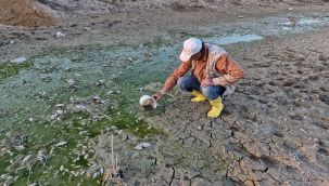 Karaman'da su seviyesi düşen barajdaki yavru balıkları kovalarla kurtarmaya çalıştılar 