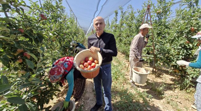 Karaman'da erkenci elma hasadı başladı