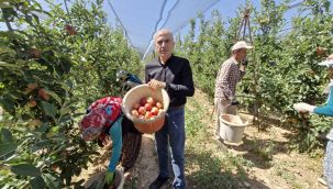 Karaman'da erkenci elma hasadı başladı 