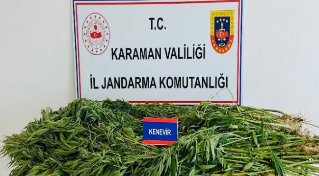 Karaman'da kenevir operasyonu: 3 gözaltı 