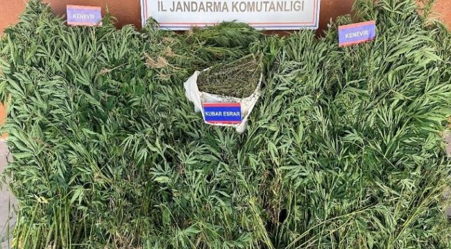 Yetiştirdiği keneviri satamadan yakalanan şahıs tutuklandı