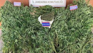 Yetiştirdiği keneviri satamadan yakalanan şahıs tutuklandı 