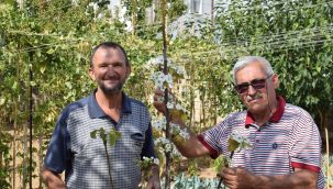 Karaman'da sonbaharda çiçek açan armut fidanı görenleri şaşırttı 