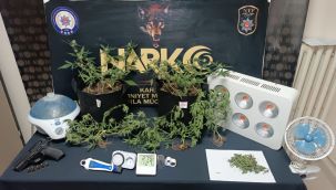 Kenevir yetiştirmek için kömürlüğe gizli sera kurdu 