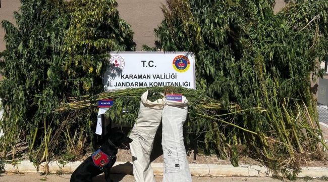 Mısır tarlasında yetiştirdiği keneviri satmak isterken yakalandı