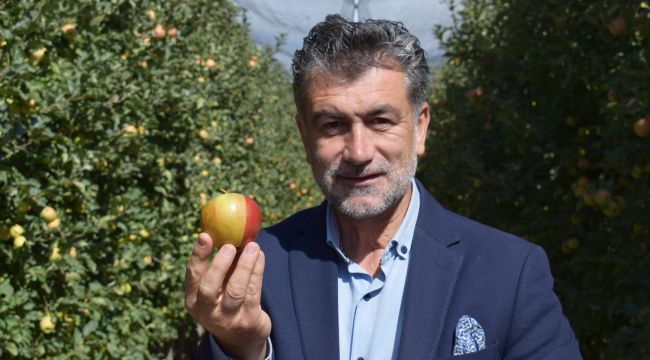 Karaman'da sarı kırmızı elma görenleri şaşırtıyor 