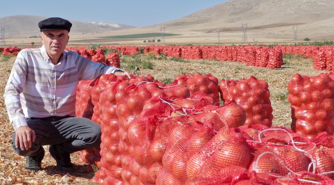 Karaman'da kuru soğan hasadı başladı 