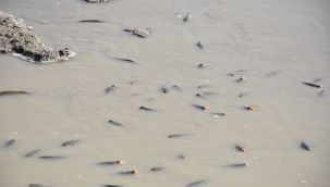 Karaman'da su seviyesi düşen barajda balıklar can çekişiyor 