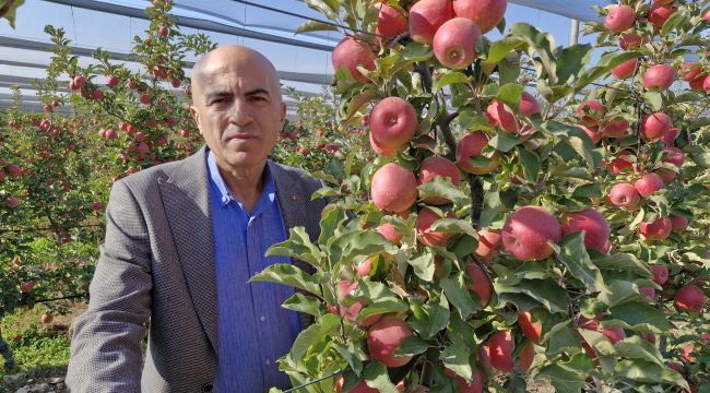 Karaman'da Türkiye'nin en kaliteli elması hasat ediliyor