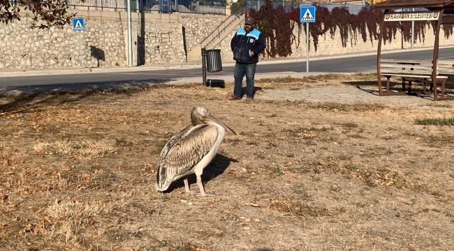 Karaman'da yaralı halde bulunan pelikan koruma altına alındı 
