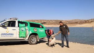 Tedavisi yapılan pelikanlar yeniden doğaya bırakıldı 