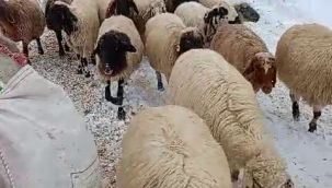 Yaylada mahsur kalan 600 koyun kurtarıldı 