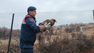 Karaman'da yaralı bulunan Kızıl Şahin koruma altına alındı 