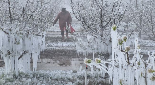 Karaman'da 16 milyon elma ağacını don vurdu