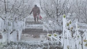 Karaman'da 16 milyon elma ağacını don vurdu