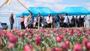 Karaman'da lale tarlasını bu yıl 200 bin kişinin ziyaret etmesi bekleniyor 