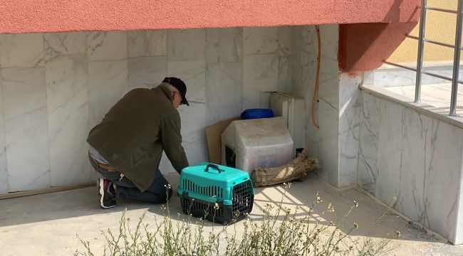 Yavruları ölü doğan anne kedi, koruma altına alındı 