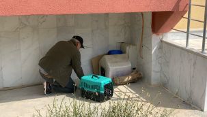 Yavruları ölü doğan anne kedi, koruma altına alındı 