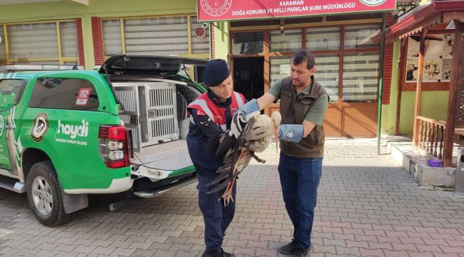 Karaman'da yaralı leylek koruma altına alındı