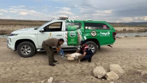 Yorgun pelikan tedavisinin ardından doğaya bırakıldı