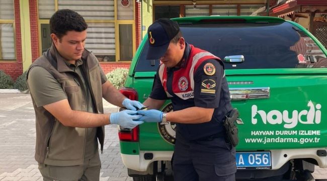 Karaman'da bulunan yaralı arı kuşu koruma altına alındı 