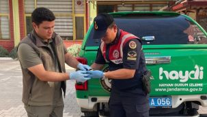 Karaman'da bulunan yaralı arı kuşu koruma altına alındı 